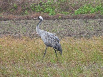 Fri, 12/30/2022 Birding report at Ishigaki Island