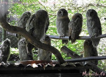 モリフクロウ スイス 2017年5月27日(土)