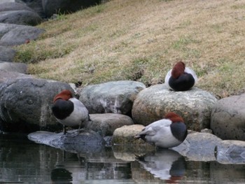 ホシハジロ 浜離宮恩賜庭園 2022年12月22日(木)