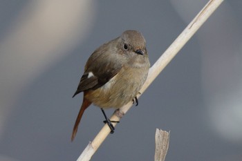 Daurian Redstart 帷子川 Fri, 12/30/2022