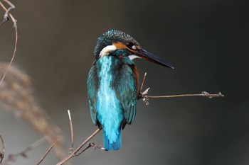 Common Kingfisher 帷子川 Fri, 12/30/2022