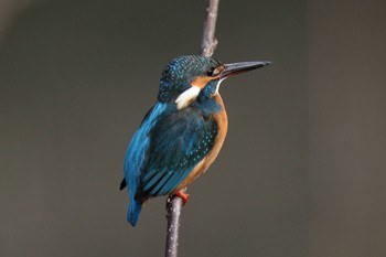 Common Kingfisher 帷子川 Fri, 12/30/2022