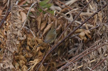 Japanese Bush Warbler 帷子川 Fri, 12/30/2022
