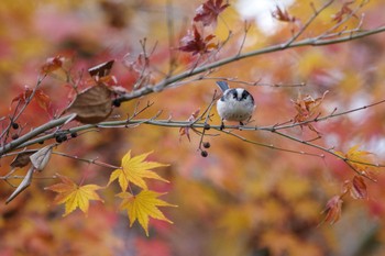 Long-tailed Tit 檜町公園(東京ミッドタウン) Fri, 12/30/2022