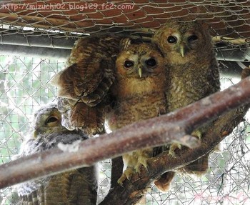 モリフクロウ スイス 2017年5月27日(土)