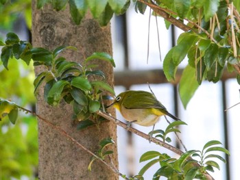 2022年12月27日(火) 都内の野鳥観察記録