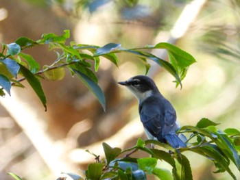 2022年12月29日(木) 都内の野鳥観察記録