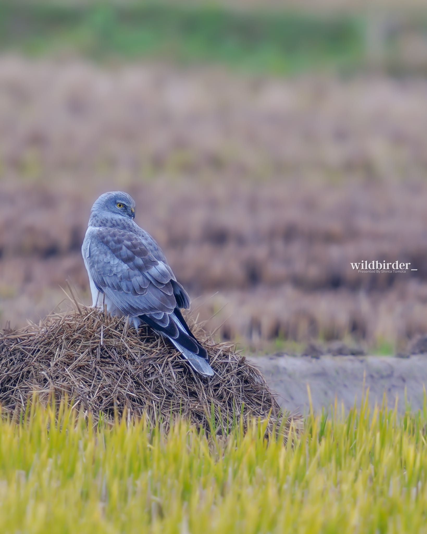  ハイイロチュウヒの写真 by wildbirder_