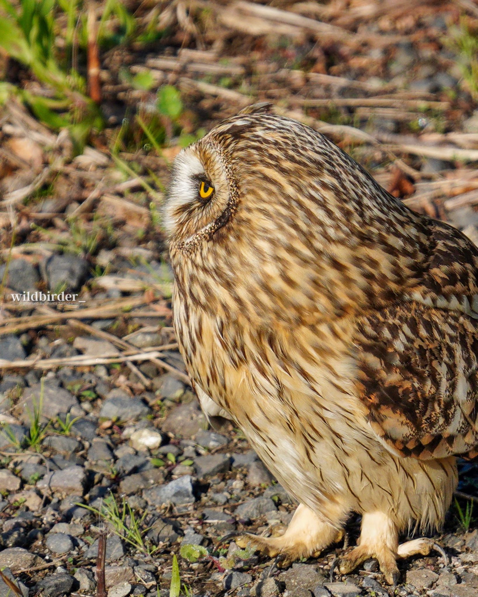  コミミズクの写真 by wildbirder_