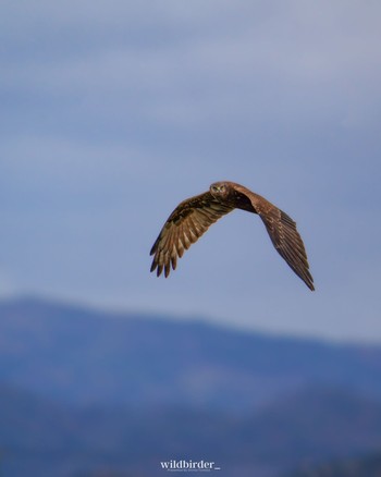 Eastern Marsh Harrier Unknown Spots Thu, 12/1/2022