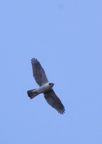 Eurasian Goshawk 岩藤新池 Mon, 12/19/2022