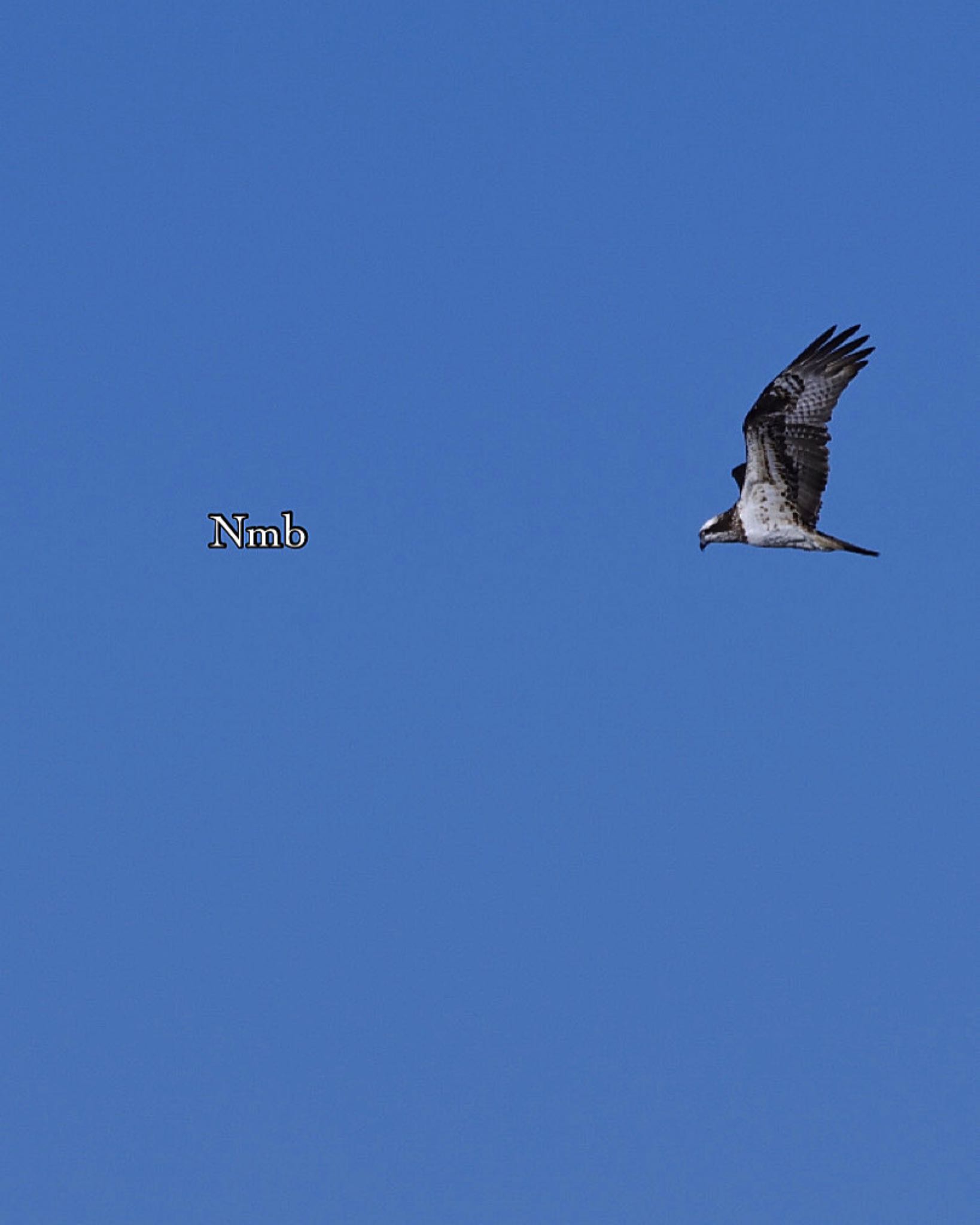 Photo of Osprey at  by soul.number.358