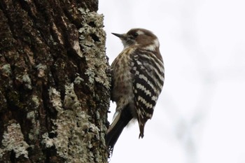 2022年12月30日(金) 小幡緑地の野鳥観察記録