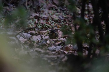 アオジ 北の丸公園 2022年12月30日(金)