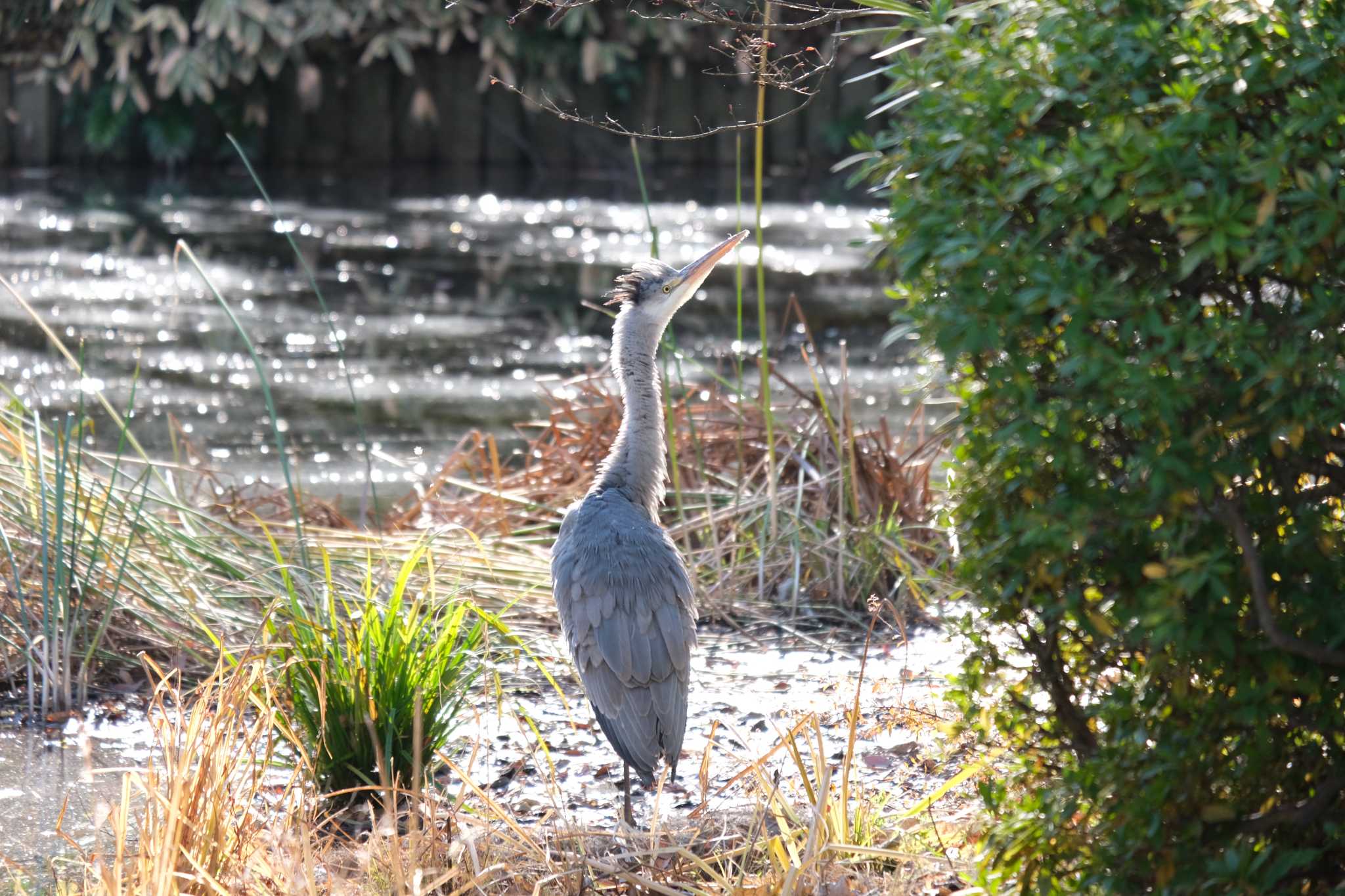 北の丸公園 アオサギの写真 by hidebonn