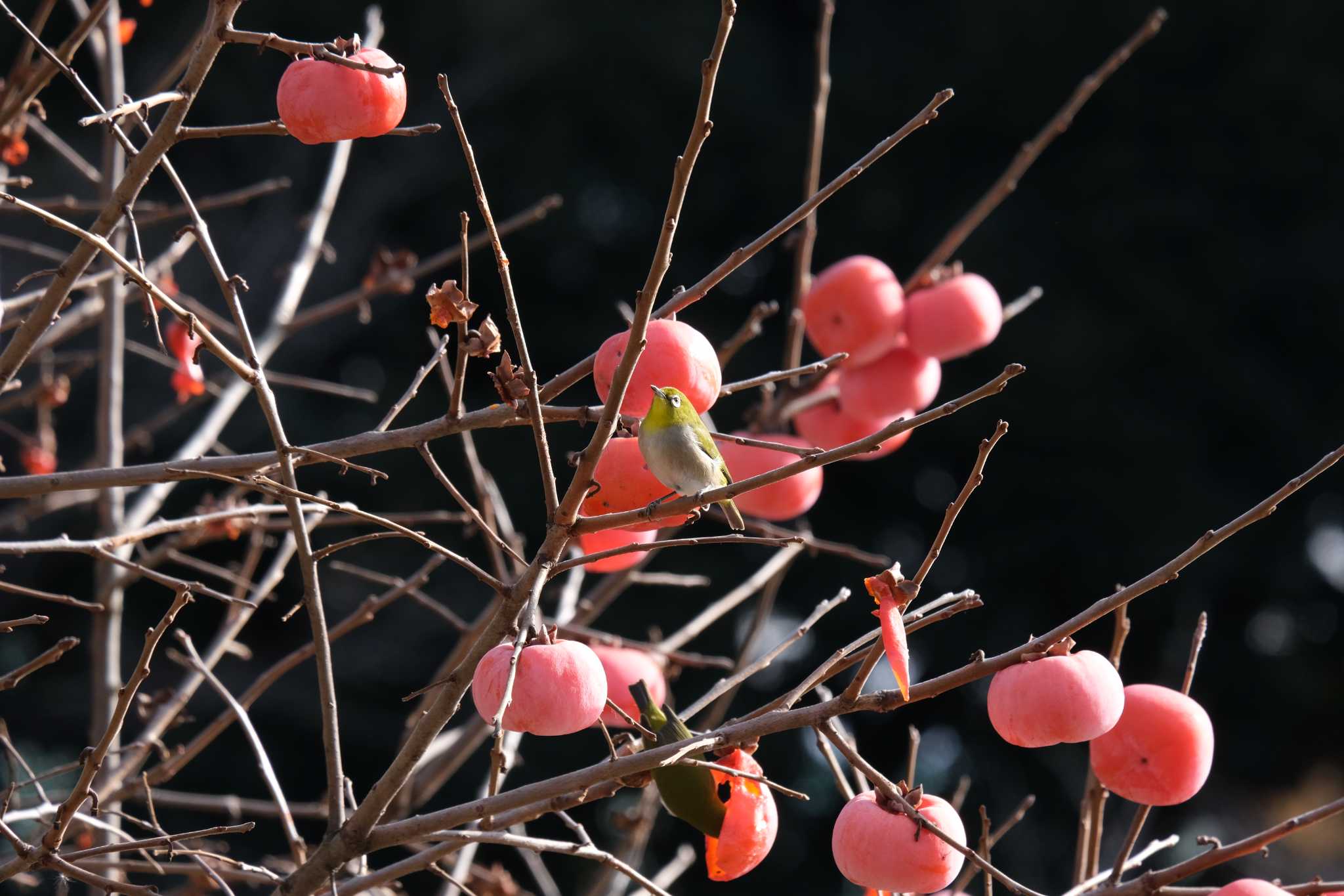 千鳥ヶ淵 メジロの写真 by hidebonn