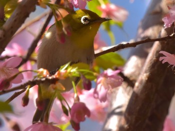 メジロ 八王子 2018年3月17日(土)