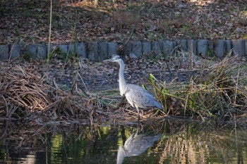 アオサギ 北の丸公園 2022年12月30日(金)