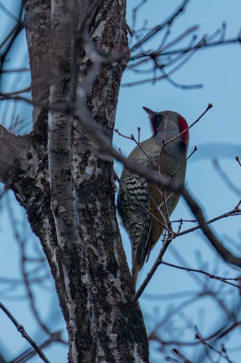 Japanese Green Woodpecker Miyagi Kenminnomori Fri, 12/30/2022