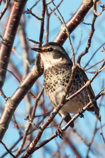 2022年12月30日(金) 宮城県民の森の野鳥観察記録