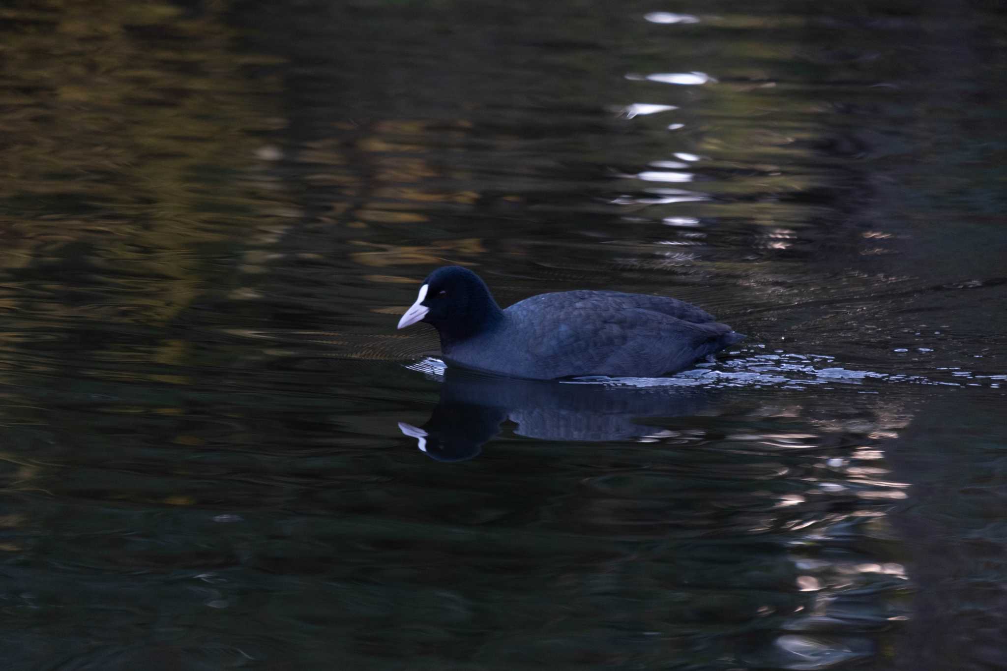 北の丸公園 オオバンの写真 by hidebonn