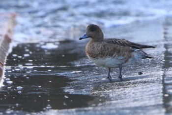 ヒドリガモ 北海道 函館市 志海苔漁港 2022年12月30日(金)