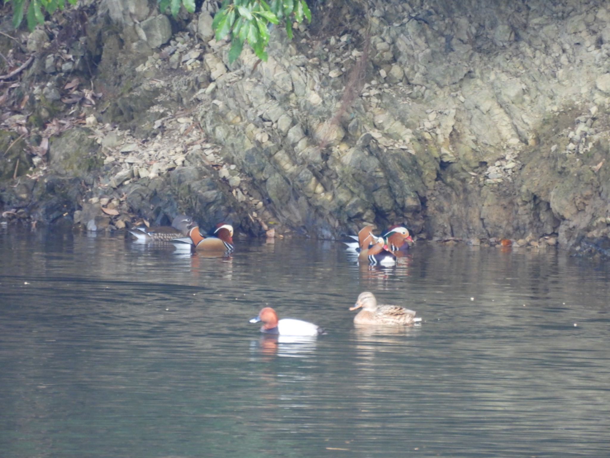 Mandarin Duck