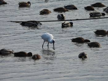 2022年12月30日(金) 出水市ツル観察センターと高川ダムの野鳥観察記録