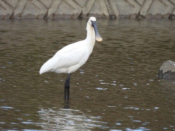 Eurasian Spoonbill 出水市ツル観察センターと高川ダム Fri, 12/30/2022