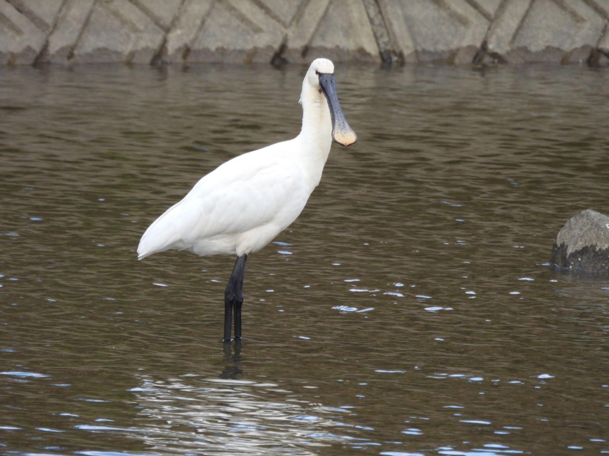 Eurasian Spoonbill