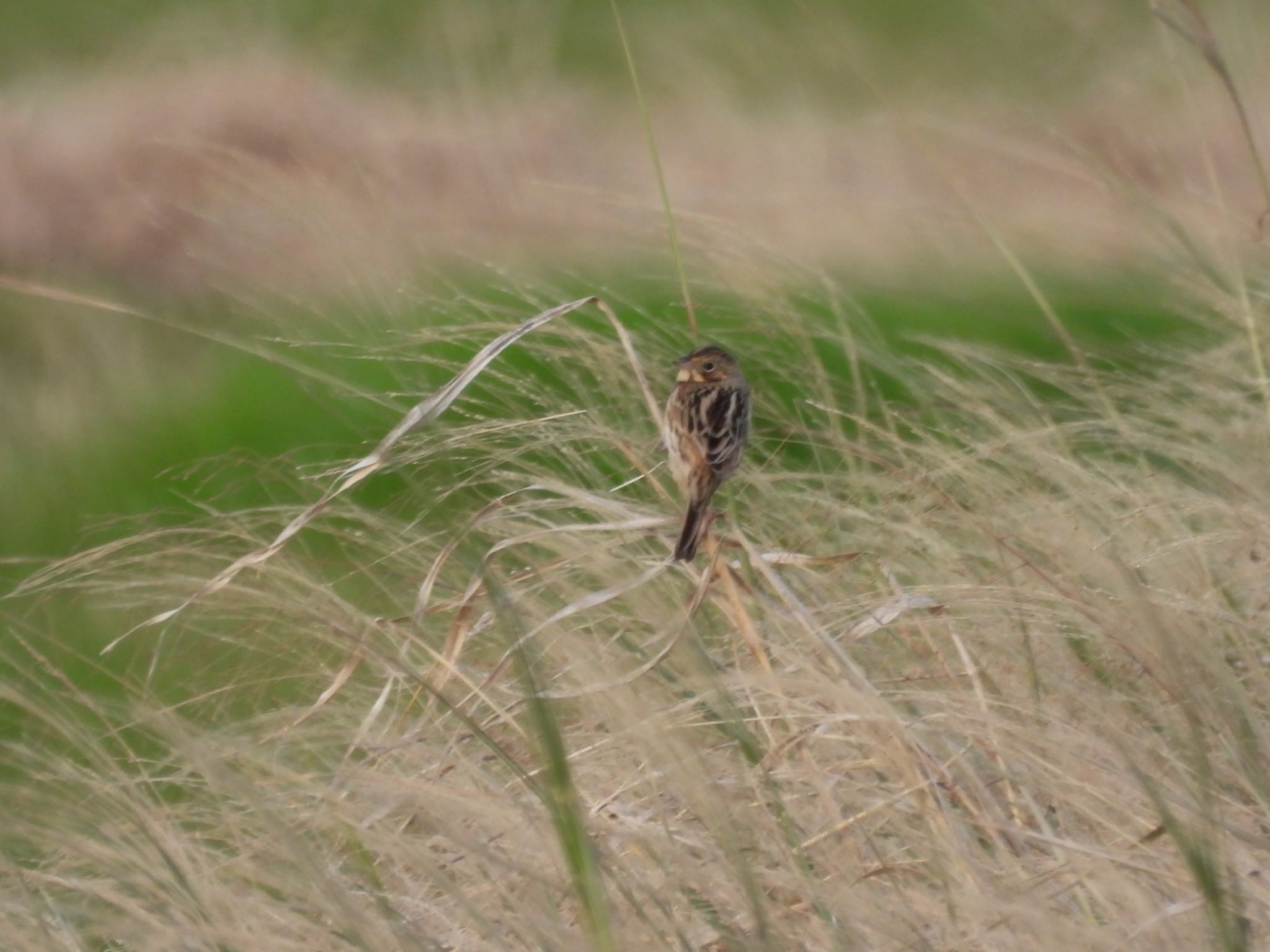 Little Bunting