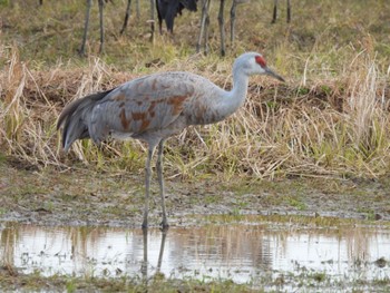 Sandhill Crane 出水市ツル観察センターと高川ダム Fri, 12/30/2022