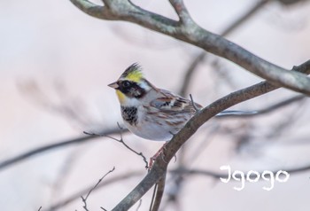 Yellow-throated Bunting 北関東 Thu, 12/29/2022