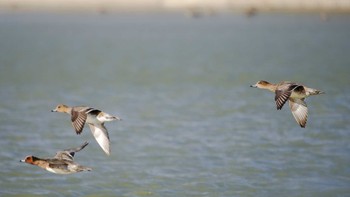 Eurasian Wigeon 石垣池(鈴鹿市) Fri, 12/30/2022