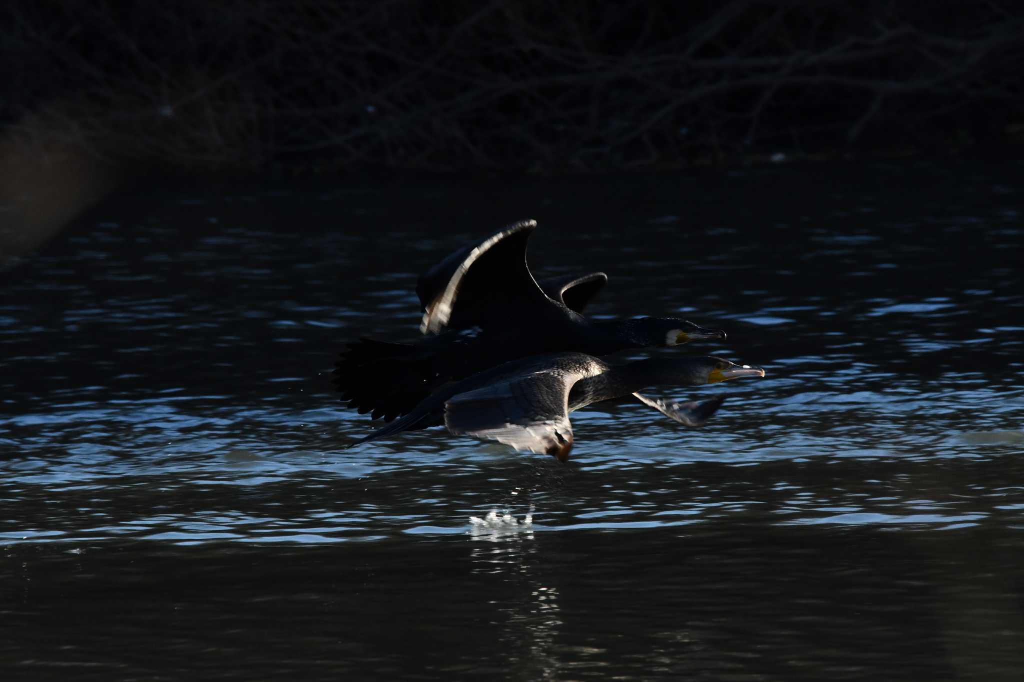 Great Cormorant