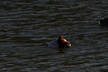 Common Pochard 越辺川(埼玉県川島町) Sun, 12/25/2022