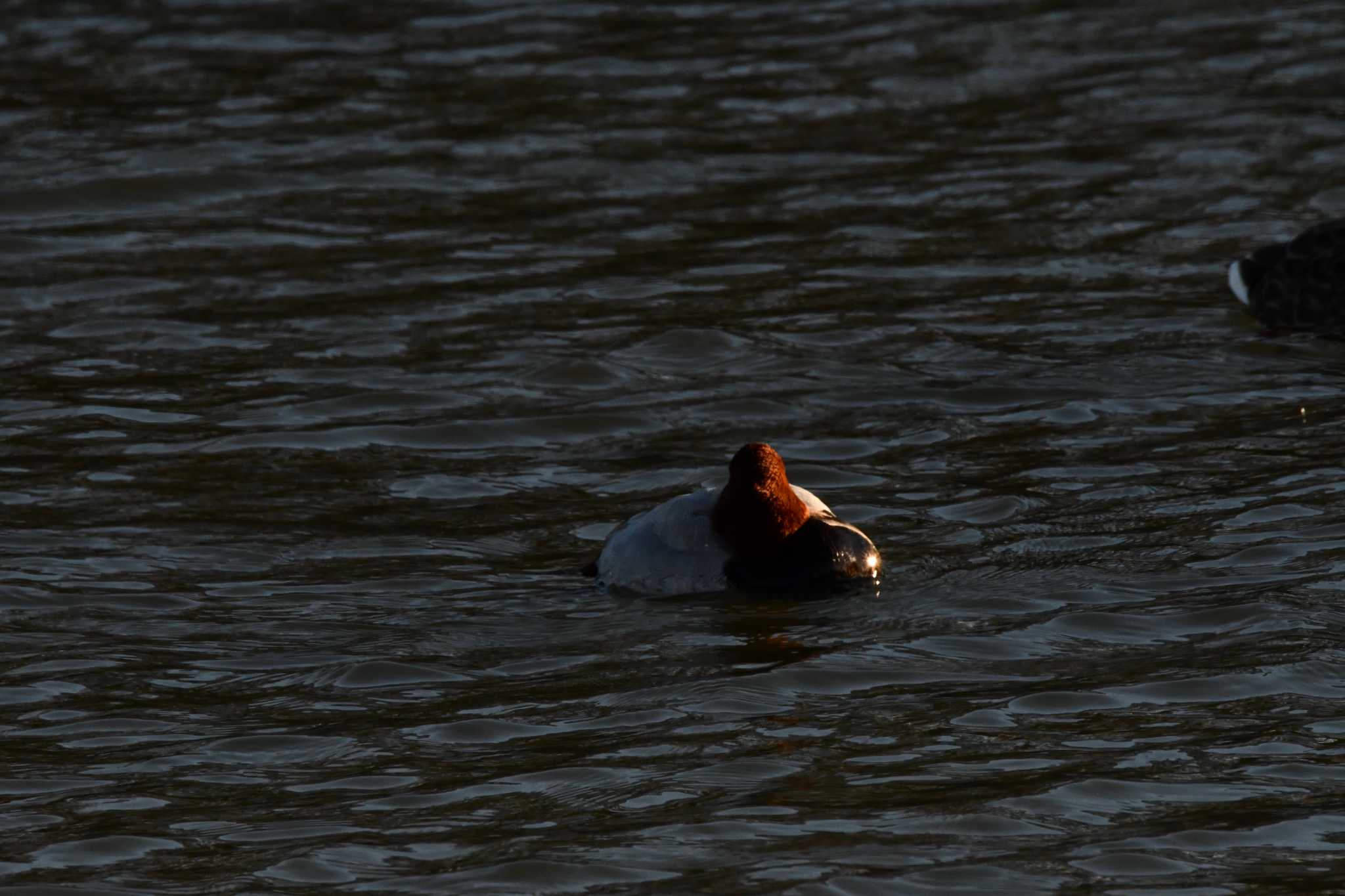 Common Pochard