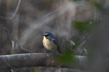 2022年12月29日(木) 北本自然観察公園の野鳥観察記録