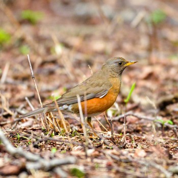 Brown-headed Thrush 栃木県 Mon, 5/23/2022