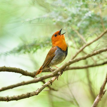 Japanese Robin 栃木県 Sat, 6/18/2022