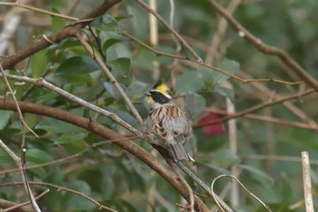 2018年3月18日(日) 滋賀県甲賀市甲南町創造の森の野鳥観察記録