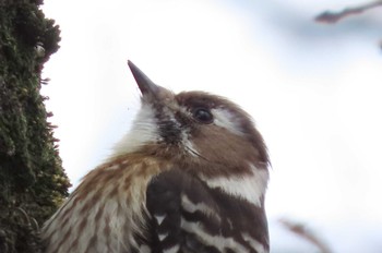 Japanese Pygmy Woodpecker 守山みさき自然公園 Fri, 12/30/2022