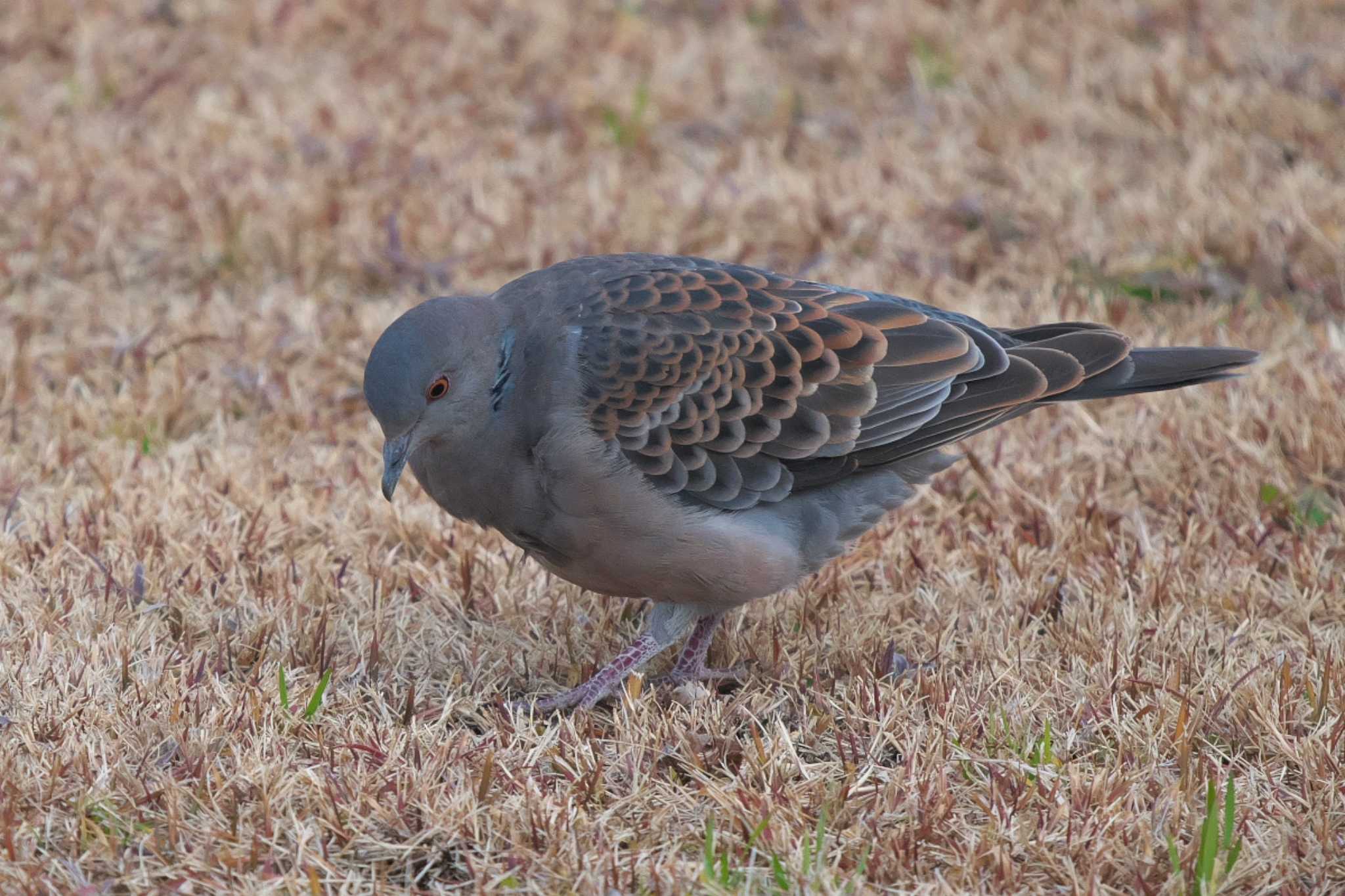 Oriental Turtle Dove