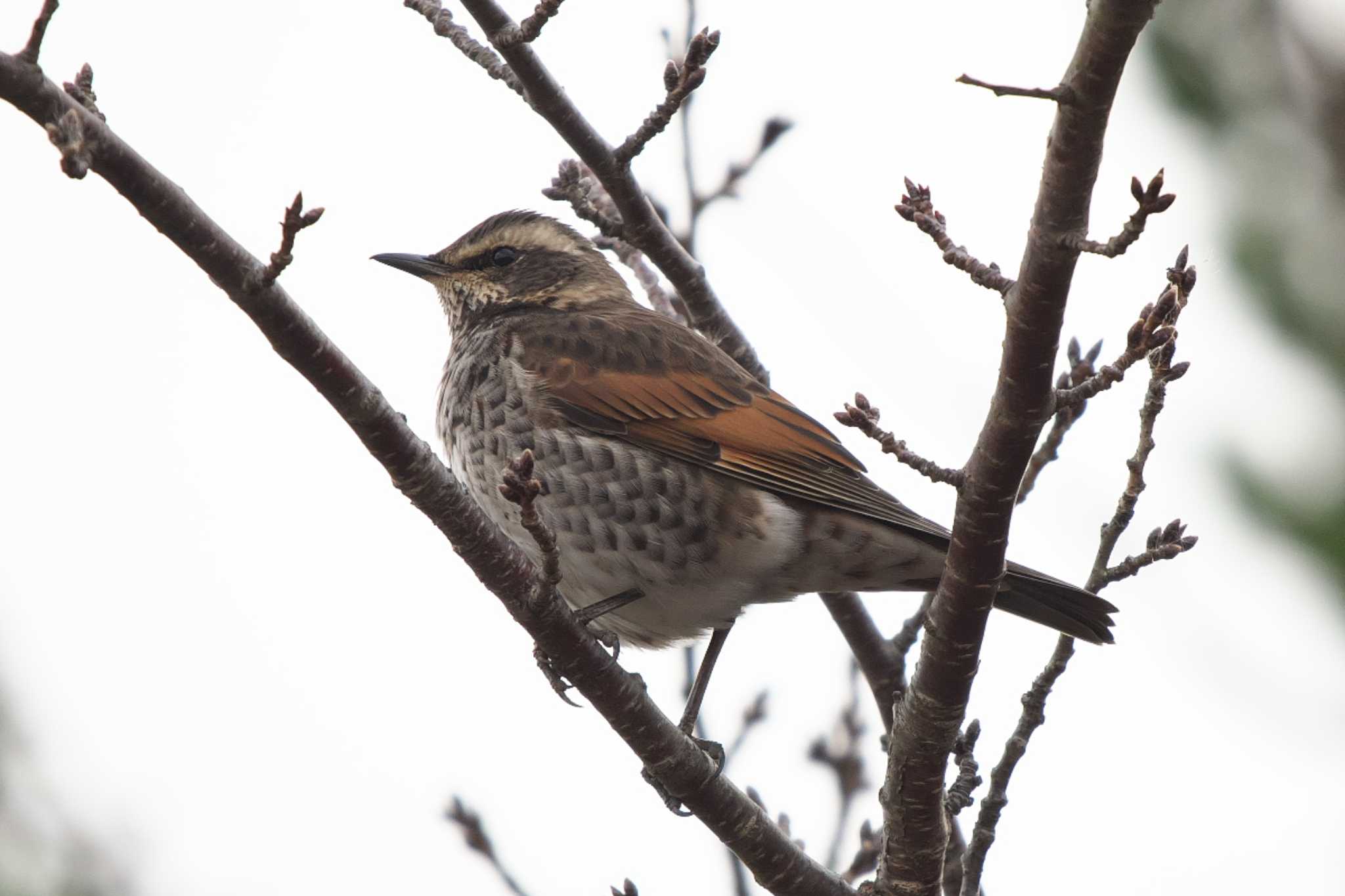 Dusky Thrush