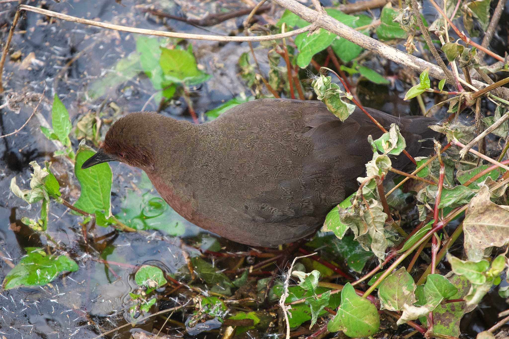 Ruddy-breasted Crake