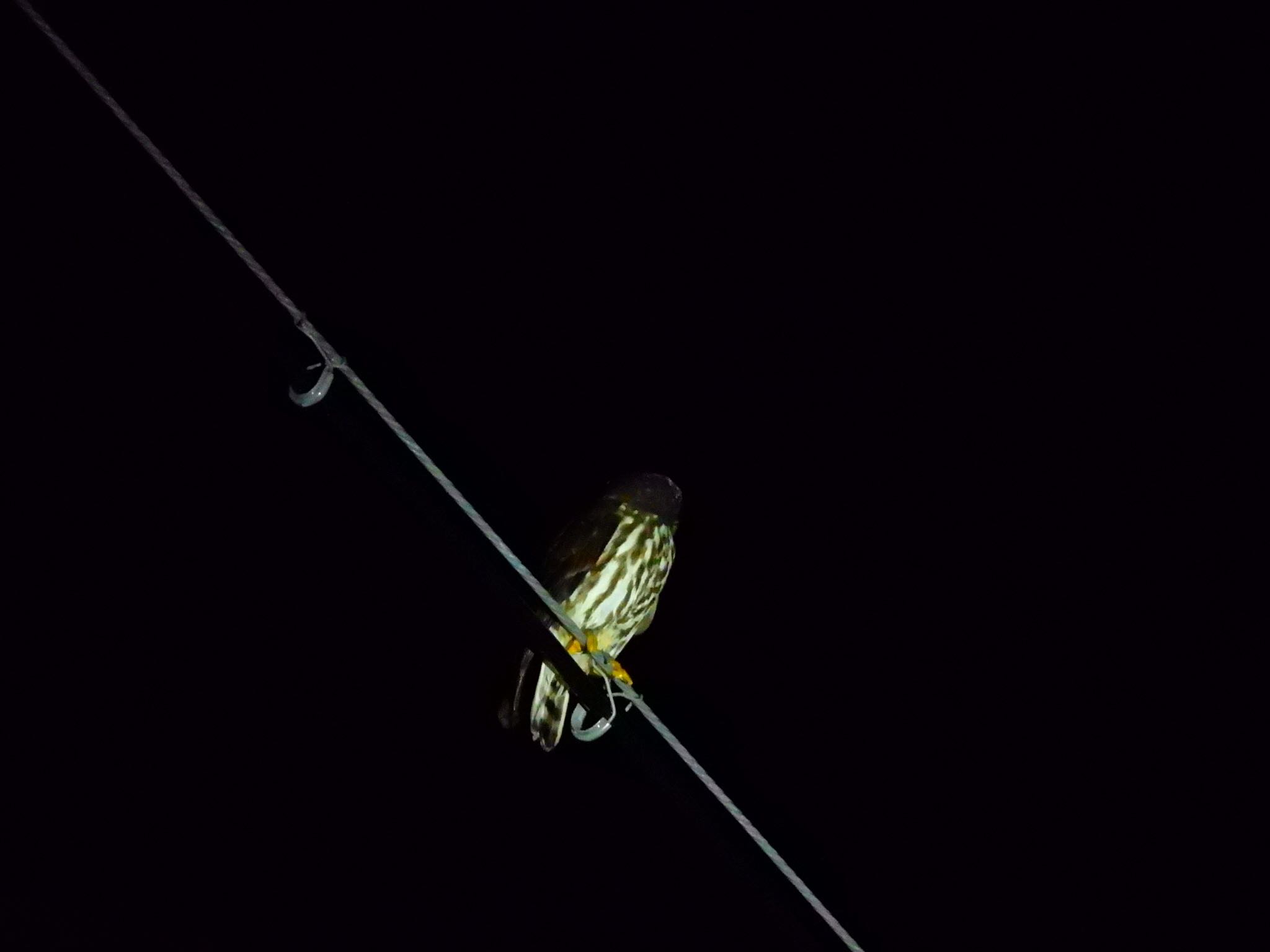 石垣島 夜 リュウキュウアオバズクの写真