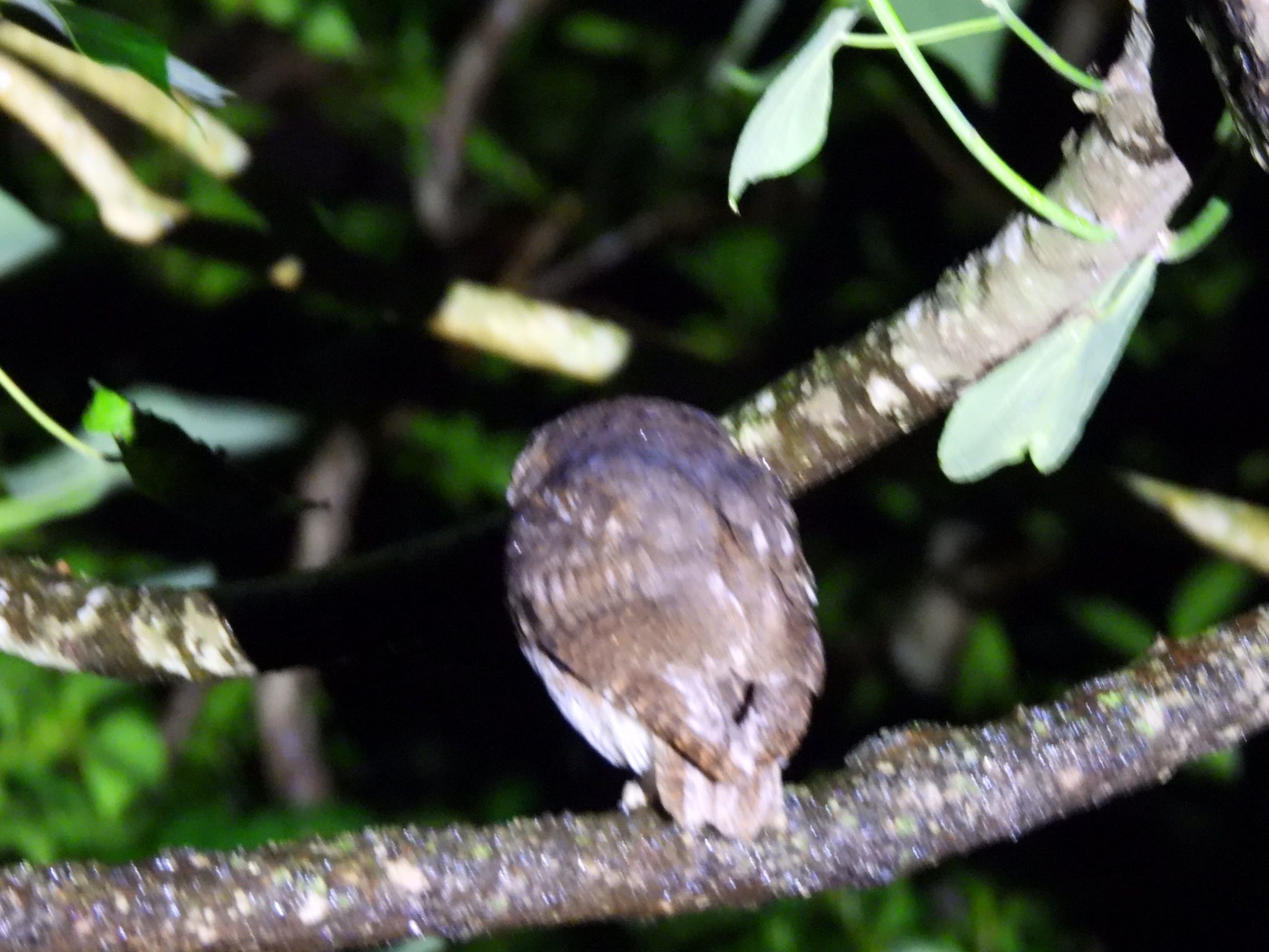 石垣島 夜 リュウキュウコノハズクの写真