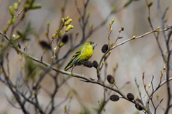 マヒワ 小山ダム 2018年3月15日(木)