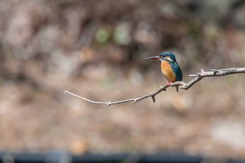 カワセミ 須磨離宮公園 2018年3月10日(土)