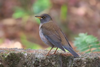 2022年12月30日(金) 横浜自然観察の森の野鳥観察記録